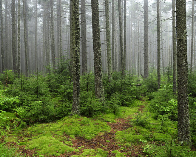 Gaudineer Knob Randolph County