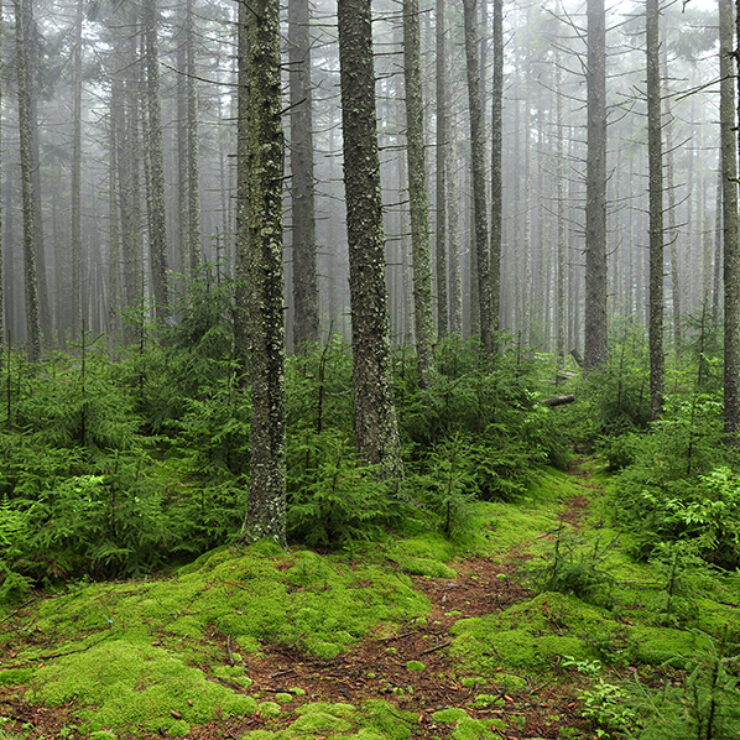 Gaudineer Knob Randolph County