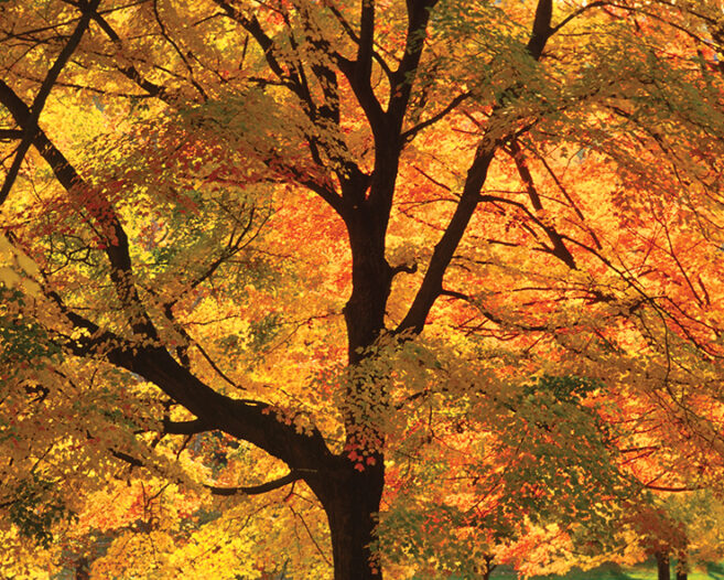 Fall color - Sugar Maple trees Ritter Park, Huntington, WV Cabell Co.