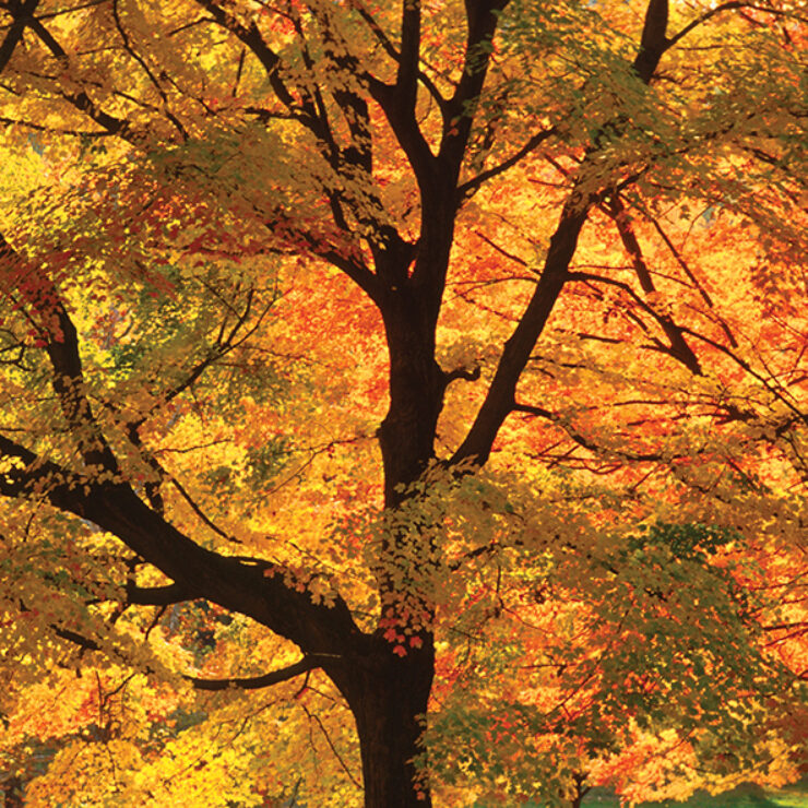 Fall color - Sugar Maple trees Ritter Park, Huntington, WV Cabell Co.