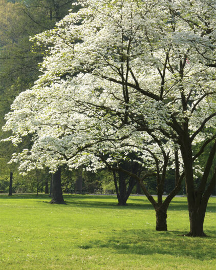 Dogwood tree