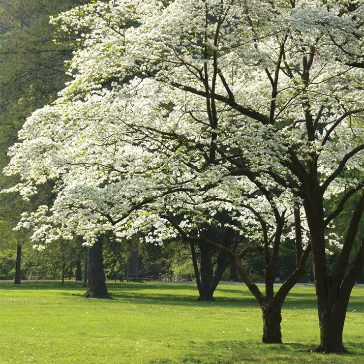 Dogwood tree